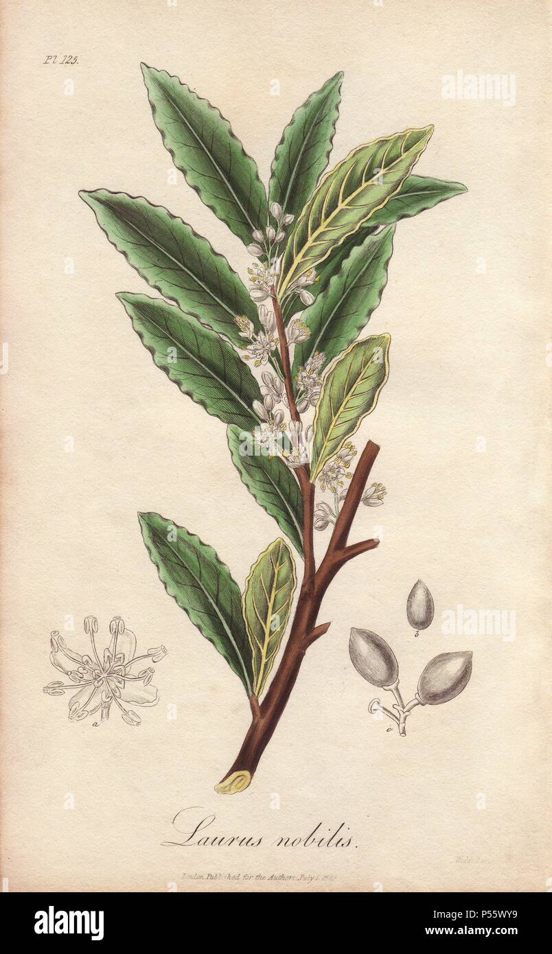 Albero di alloro, Rose Bay, Laurus nobilis. Handcolored incisione su rame dopo una illustrazione di G. Reid da James Morss Churchill e John Stephenson's "medical botanica' (1829). Foto Stock