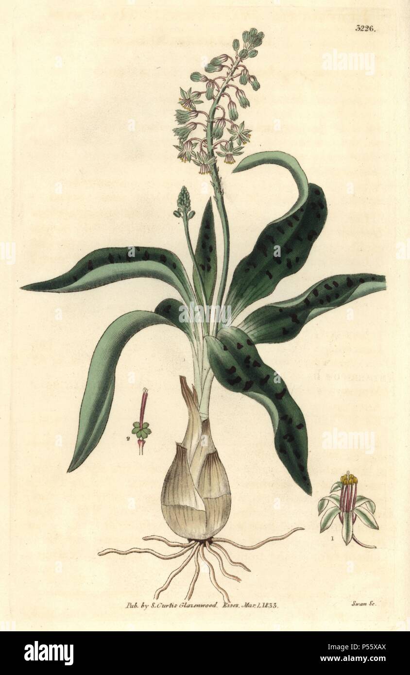 Giacinto-come ledebouria, Ledebouria hyacinthina. Illustrazione unsigned ma probabilmente disegnato da Walter Hood Fitch, incisi da Swan. Handcolored incisione su rame da William Curtis's "La rivista botanico", Samuel Curtis, 1833. Hooker (1785-1865) era un botanico inglese, scrittore e artista. Egli è stato Regius Professor di Botanica dell'Università di Glasgow, e editor di Curtis' 'Botanical Magazine' dal 1827 al 1865. Nel 1841, fu nominato direttore del Giardino Botanico Reale di Kew, gli succedette il figlio Giuseppe Dalton. Hooker documentato la felce e orchidee crepe come pure che ha scosso l'Inghilterra in t Foto Stock
