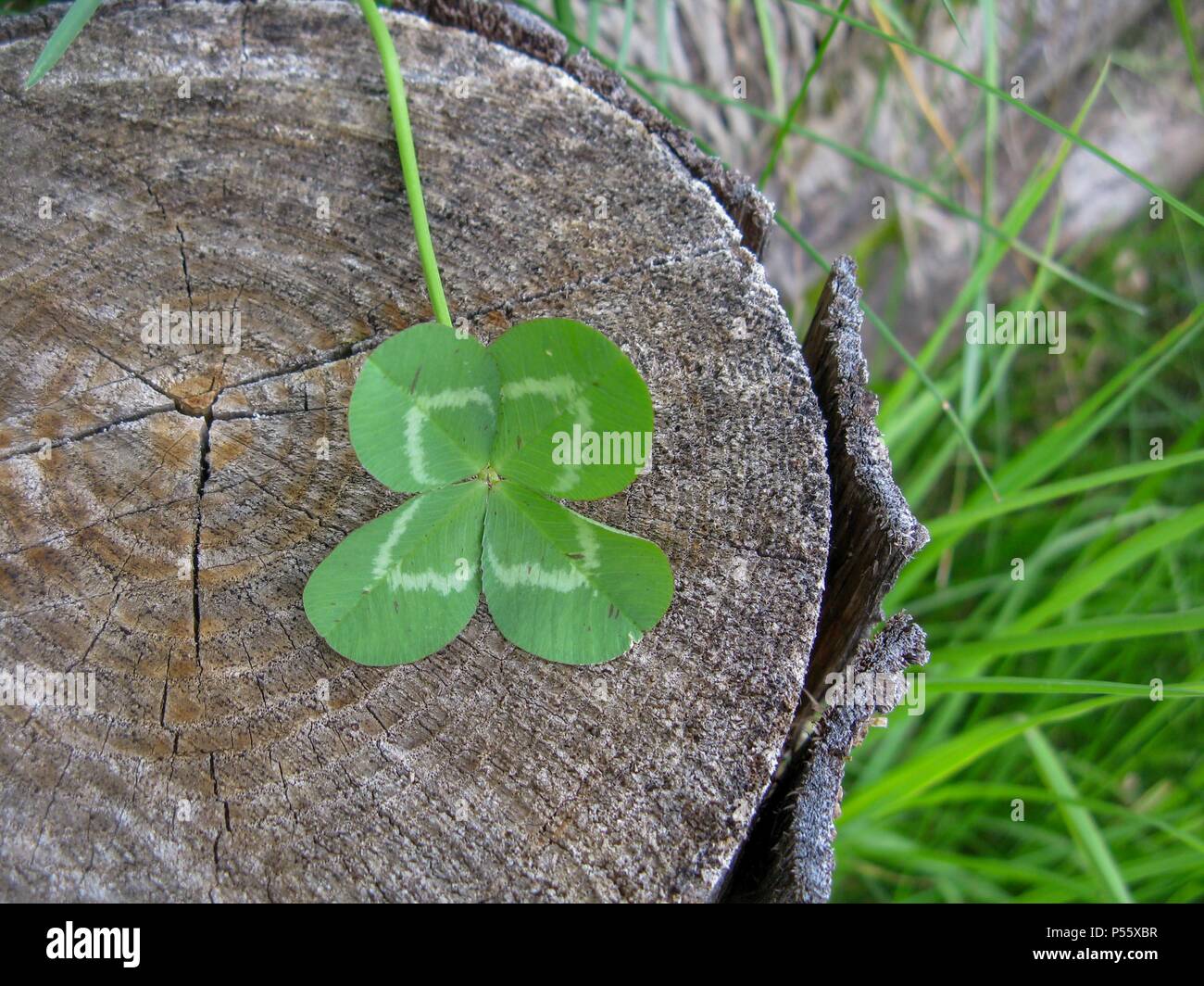 Foglia di trifoglio quattro flower porta fortuna Foto stock - Alamy