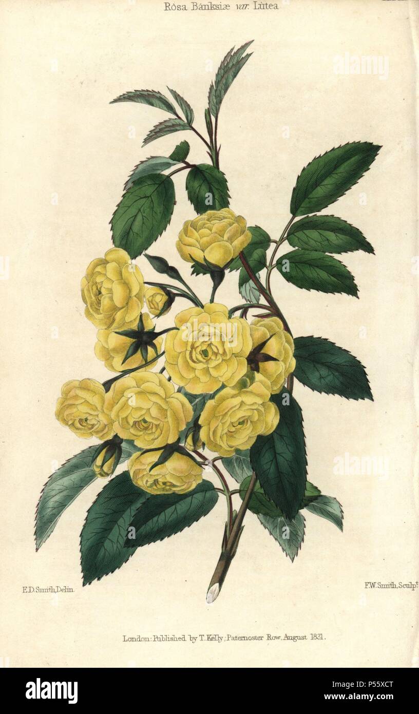 Molte piccole rose giallo, banche Lady Rose, Rosa Banksiae var. lutea. Colorate a mano illustrazione da Edwin Dalton Smith incisi da F.W. Smith da Charles McIntosh 'Flora e Pomona' 1829. McIntosh (1794-1864) era un giardiniere scozzese di aristocratici europei e royalty, e autore di molti libri sul giardinaggio. D.e. Smith è stato un artista botanico che ha richiamato per Robert dolce, Maund Benjamin, ecc. Foto Stock
