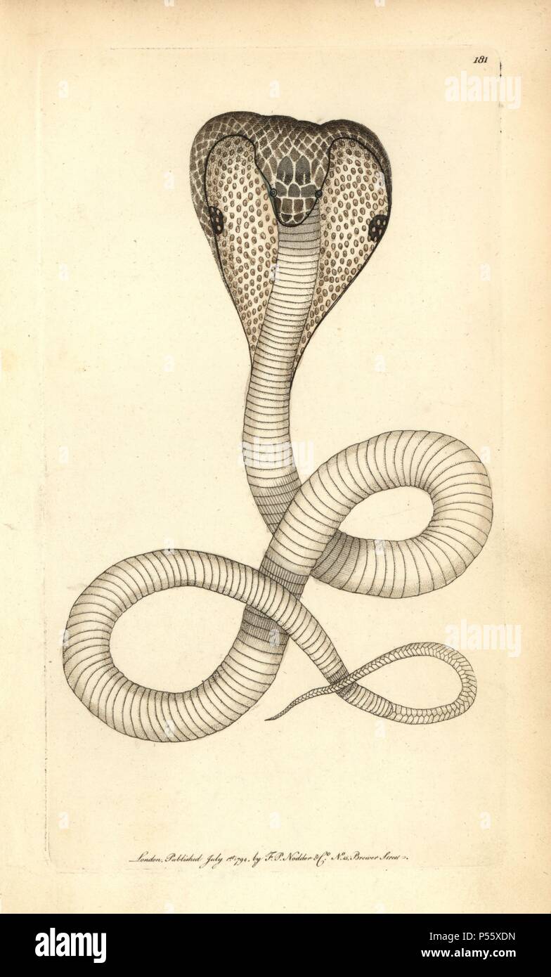 Cobra Indiano Naja Naja Illustrazione Firmato George Shaw E Federico Nodder Handcolored Incisione Su Rame Da