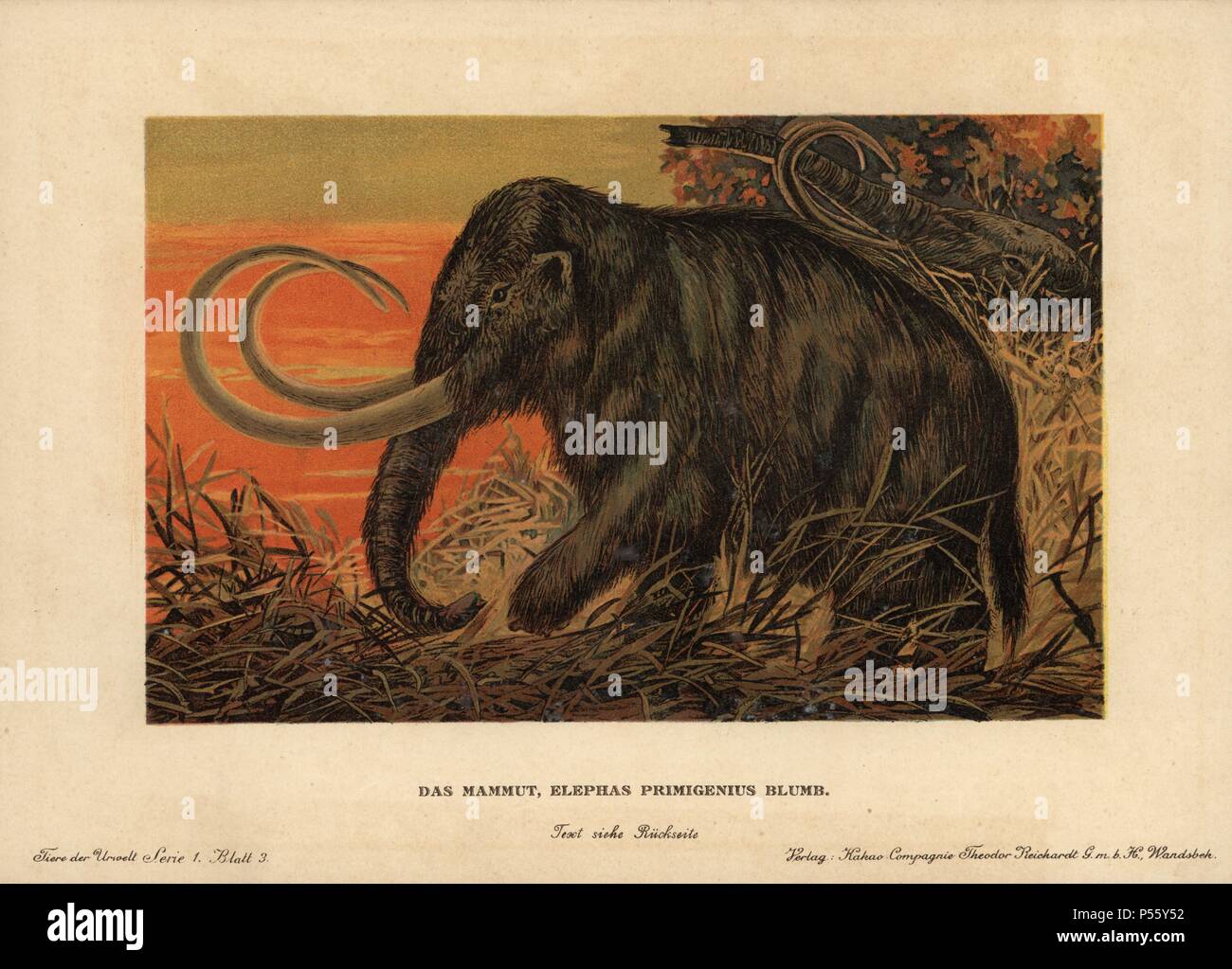 Nel vago o tundra mammut, Mammuthus primigenius. Colore stampato  (chromolithograph) illustrazione da F. John da 'Tiere der Urwelt' animali  del mondo preistorico, 1910, Amburgo. Da una serie di epoca preistorica  carte creatura