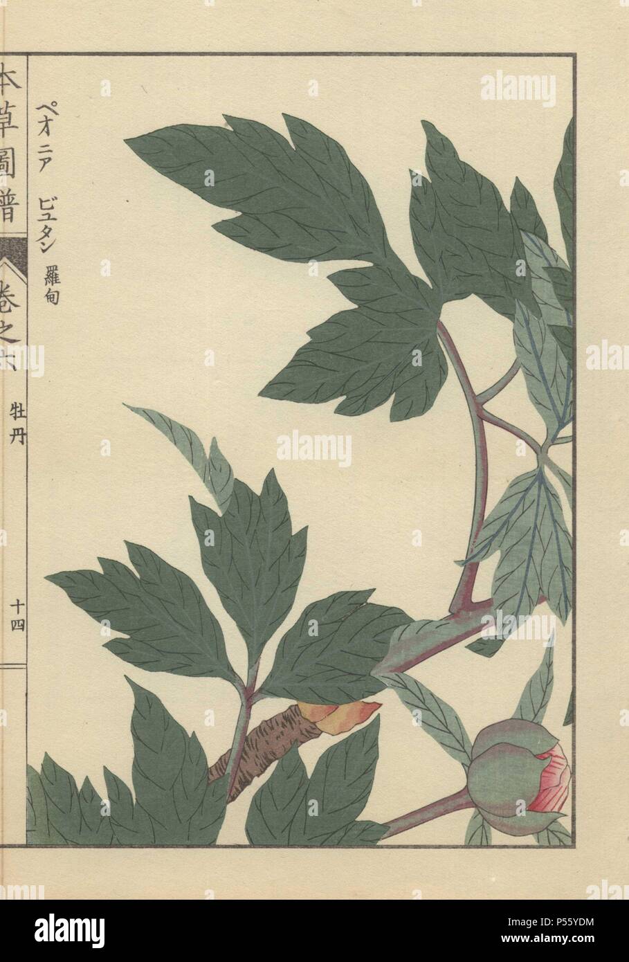 Boccola di grandi foglie di colore verde scuro, woody marrone scuro dei rami e una singola peonia bud con uno scorcio di petali cremisi. Paeonia suffruticosa. . Stampato a colori woodblock incisione di Kan'en Iwasaki da 'Honzo Zufu", una guida illustrata per piante medicinali, 1884. La Iwasaki (1786-1842) era un giapponese botanico, entomologo e zoologo. Egli è stato uno dei primi botanici giapponesi per incorporare la conoscenza occidentale nei suoi studi. Foto Stock