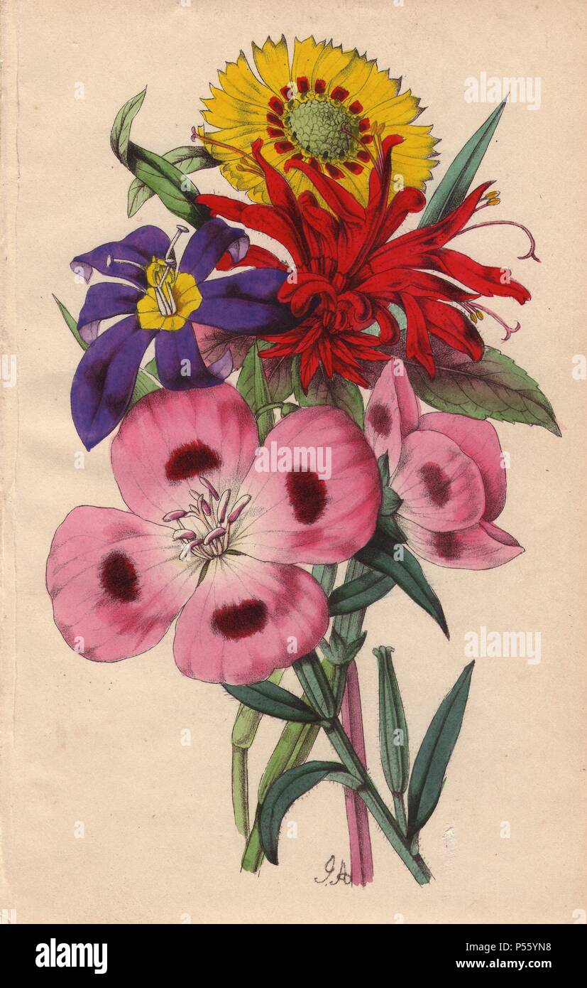 Monarda, Lindley's oenothera, elegante madia sisyrinchum e. Litografia disegnato e colorato da James Andrews da Robert Tyas' 'Fiori da terre straniere", London, 1853, Houlston Stoneman e. Poco è conosciuto circa l'artista James Andrews (18011876) a prescindere dal suo lavoro. Questo geniale artista insegnato fiore-verniciatura a giovani donne e pubblicato un trattato di Lezioni di pittura di fiori in 1835. Blunt lo chiama "un illustratore di fiore sentimentale libri', ma ammette che egli era "molto di talento." La sua firma JA può essere trovato in molti botanici libri regalo per publisher Robert Tyas dal sentimento Foto Stock