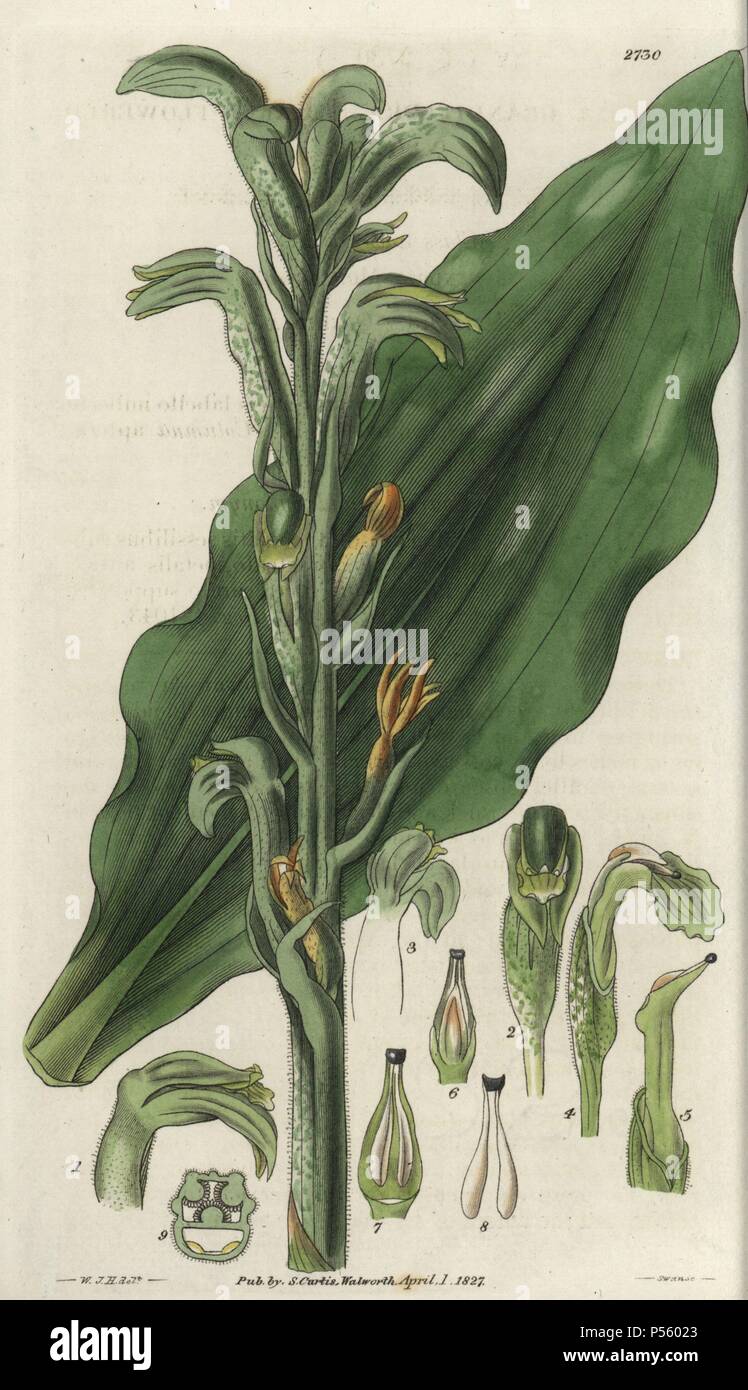 Neottia grandiflora o Sarcoglottis grandiflora. A FIORE GRANDE neottia orchid con un pallido fiori arancione dal Brasile.. Illustrazione di WJ Hooker, inciso da Swan. Handcolored incisione su rame da William Curtis's "il Botanical Magazine' 1827.. . William Jackson Hooker (1785-1865) era un botanico inglese, scrittore e artista. Egli è stato Regius Professor di Botanica dell'Università di Glasgow, e editor di Curtis' 'Botanical Magazine' dal 1827 al 1865. Nel 1841, fu nominato direttore del Giardino Botanico Reale di Kew, gli succedette il figlio Giuseppe Dalton. Hooker documentato la felce e o Foto Stock