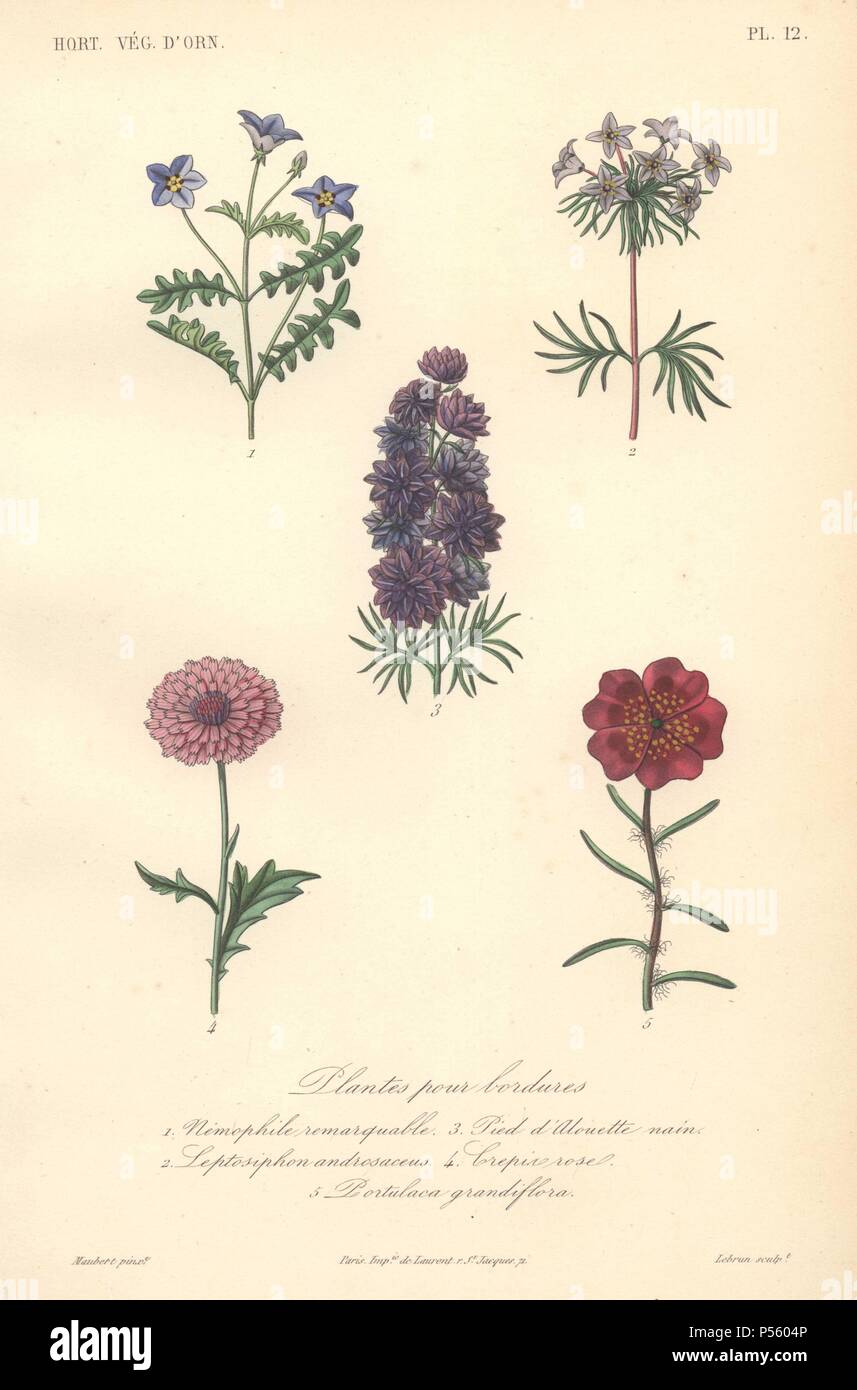 Cinque Impianti di confine tra cui nemophila blu, blu falso babystars, viola (larkspur Delphinium), rosa crepin rose, di porpora rossa e di scarlatto purslane (Portulaca).. . Plantes Pour Bordures: 1) Nemophile Remarquable 2) Leptosiphon Androsaceus 3) Pied d'Alouette Nain 4) Crepin Rose 5) Portulaca Grandiflora . . Litografia Handcolored disegnato da Edouard Maubert da Herincq 'Le Regne Vegetal" 1865. Foto Stock