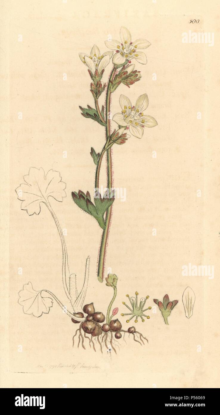 Prato o di bianco, sassifraga Saxifraga granulata. Handcolored incisione su rame da un disegno da James Sowerby per Smith è 'Inglese botanica", Londra, 1798. Sowerby fu un instancabile illustratore di libri di storia naturale e libri illustrati di botanica, micologia, conchology e geologia. Foto Stock