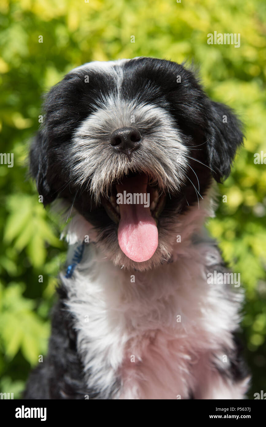 White funny Tibetan Terrier cane cucciolo è sorridente in natura Foto Stock
