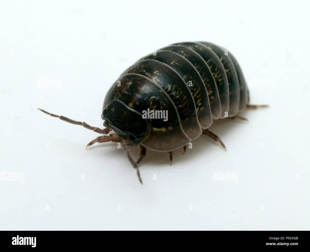 BICHO BOLA (Aramadillium vulgare). Antrópodo de color gris pizarra que cuando se le molesta se enrolla formando una bolita apretada. Foto Stock