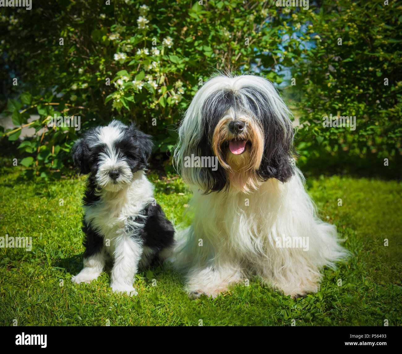 Tibetan Terrier cane cucciolo e sulla natura Foto Stock