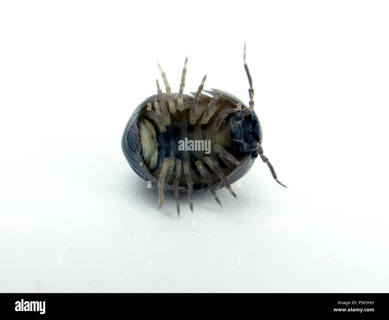 BICHO BOLA (Aramadillium vulgare). Antrópodo de color gris pizarra que cuando se le molesta se enrolla formando una bolita apretada. Foto Stock