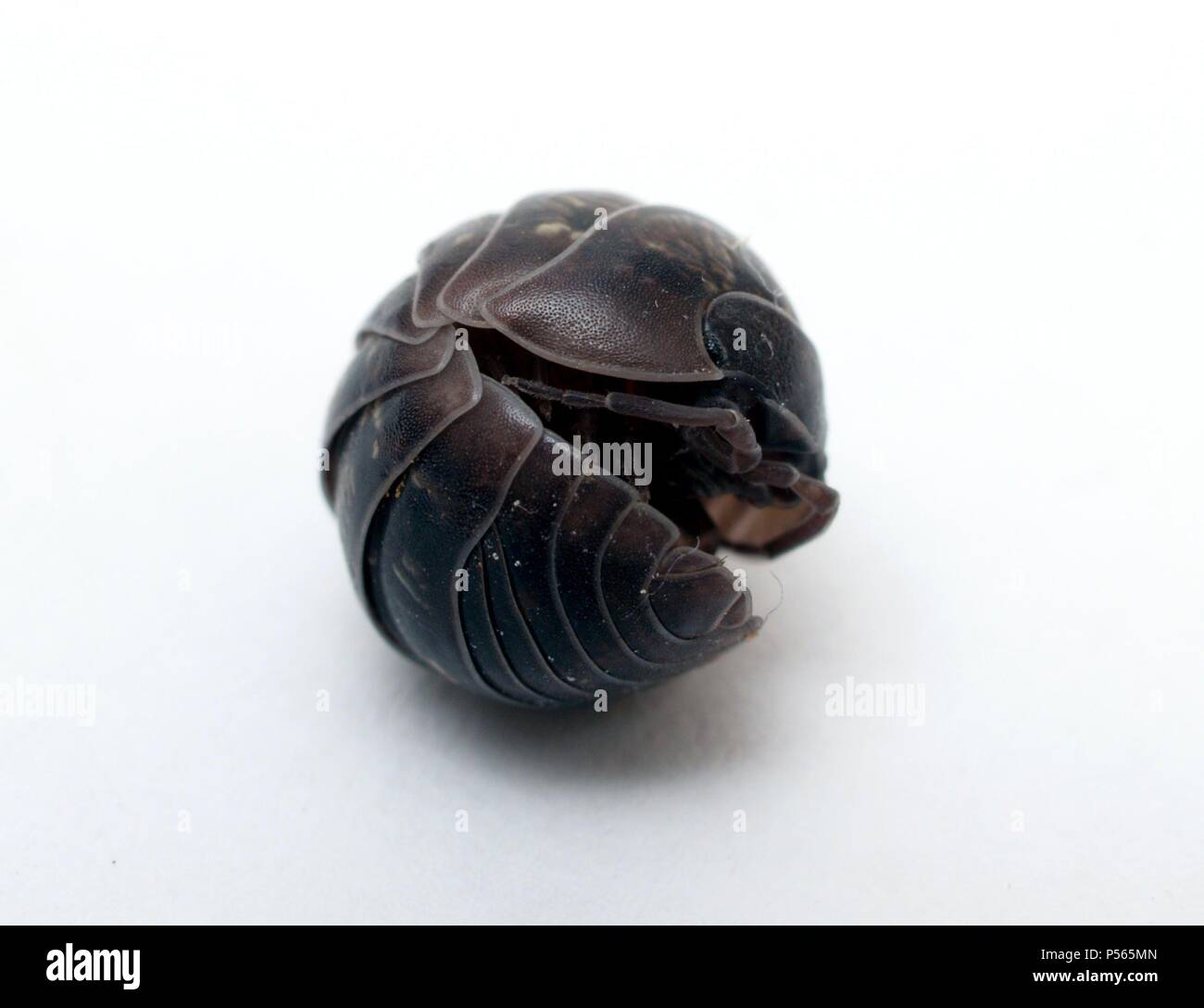 BICHO BOLA (Aramadillium vulgare). Antrópodo de color gris pizarra que cuando se le molesta se enrolla formando una bolita apretada. Foto Stock