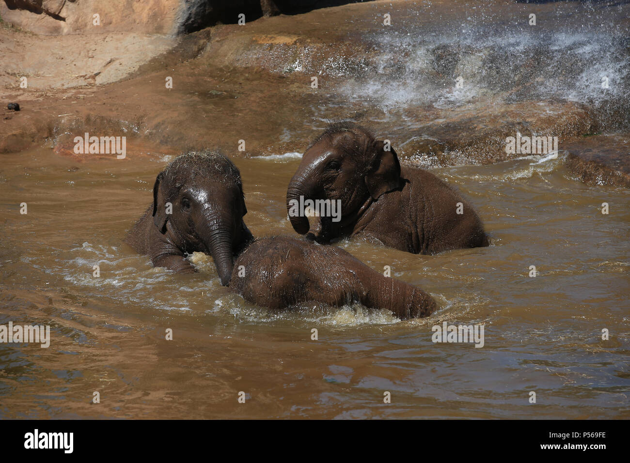 Gli elefanti Aayu, Indali e Sundara usare la piscina per rinfrescarsi presso lo Zoo di Chester. Foto Stock