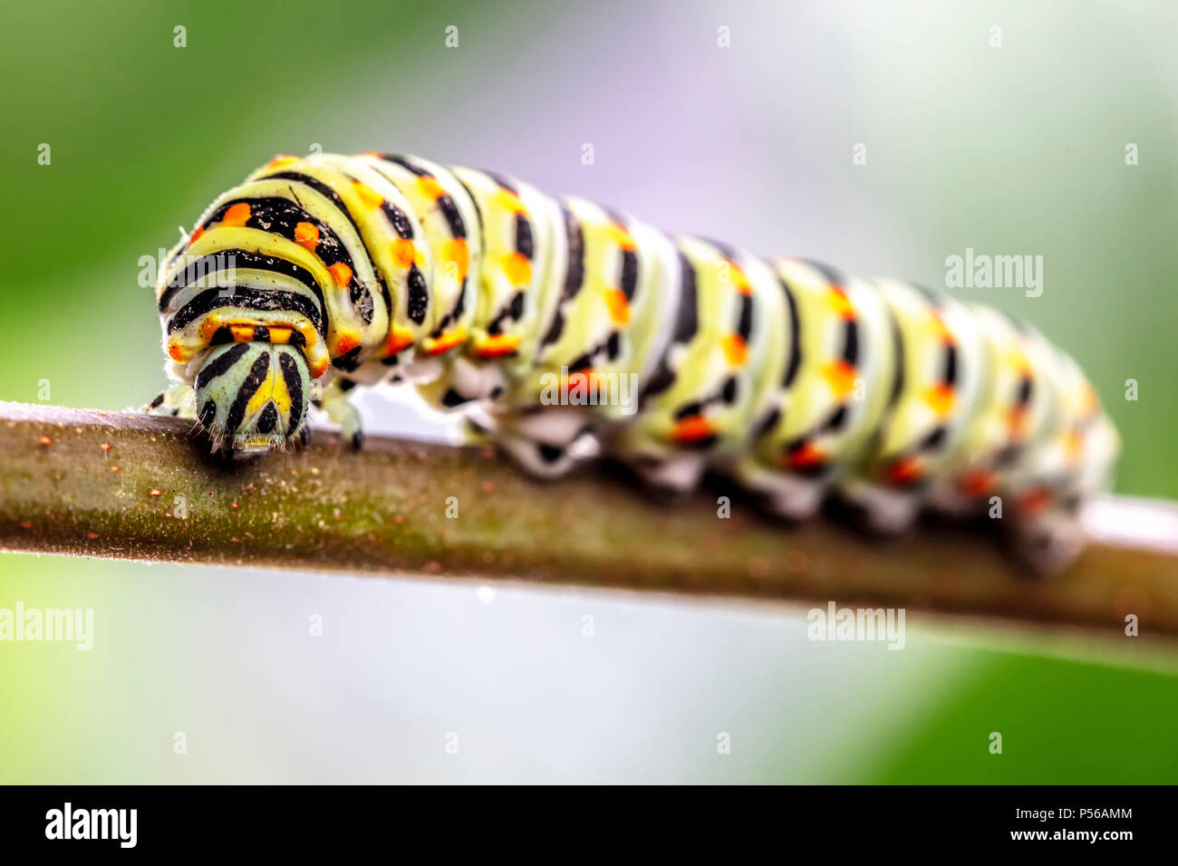 Papilio machaon Caterpillar in atteggiamento minaccioso Foto Stock