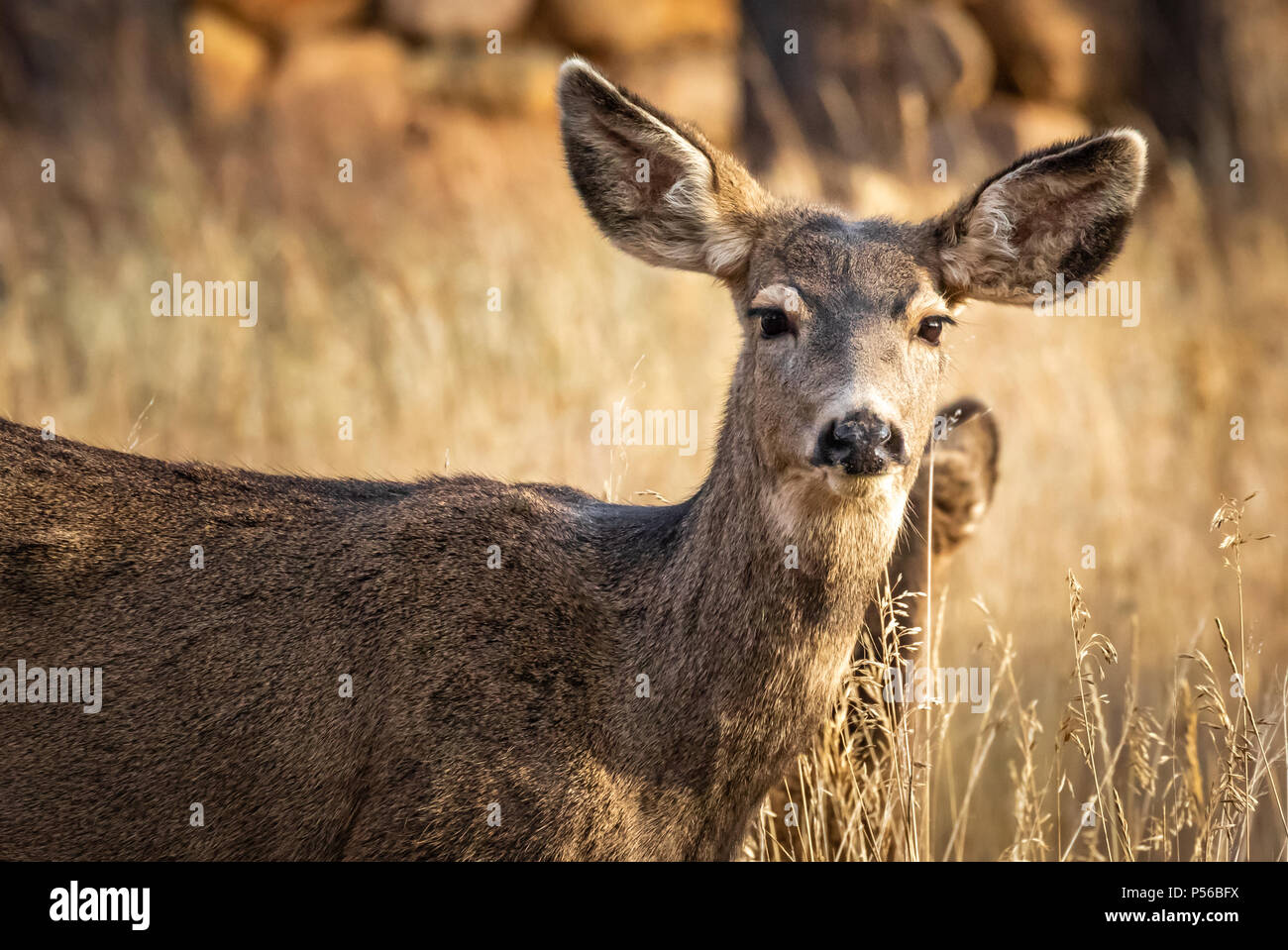 Mule Deer doe su una gamma invernale in Colorado Foto Stock