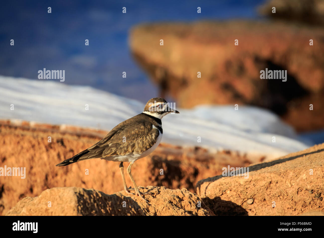Killdeer (Charadrius vociferus) su un lago innevato shore Foto Stock