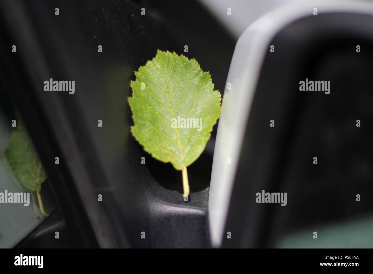 Foglia sull auto specchietto laterale Foto Stock