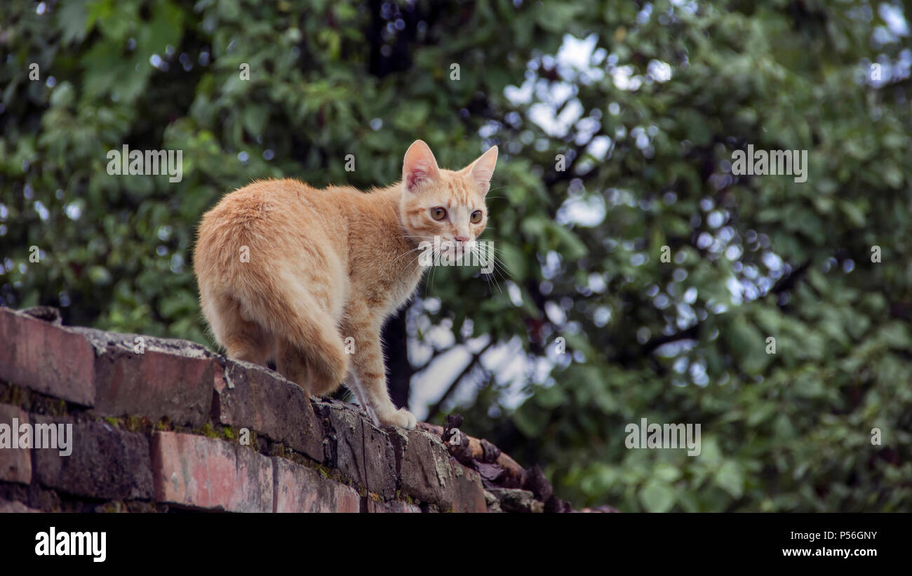Campagna, Serbia - giallo di un giovane maschio gatto domestico passeggiate attraverso una recinzione di mattoni Foto Stock