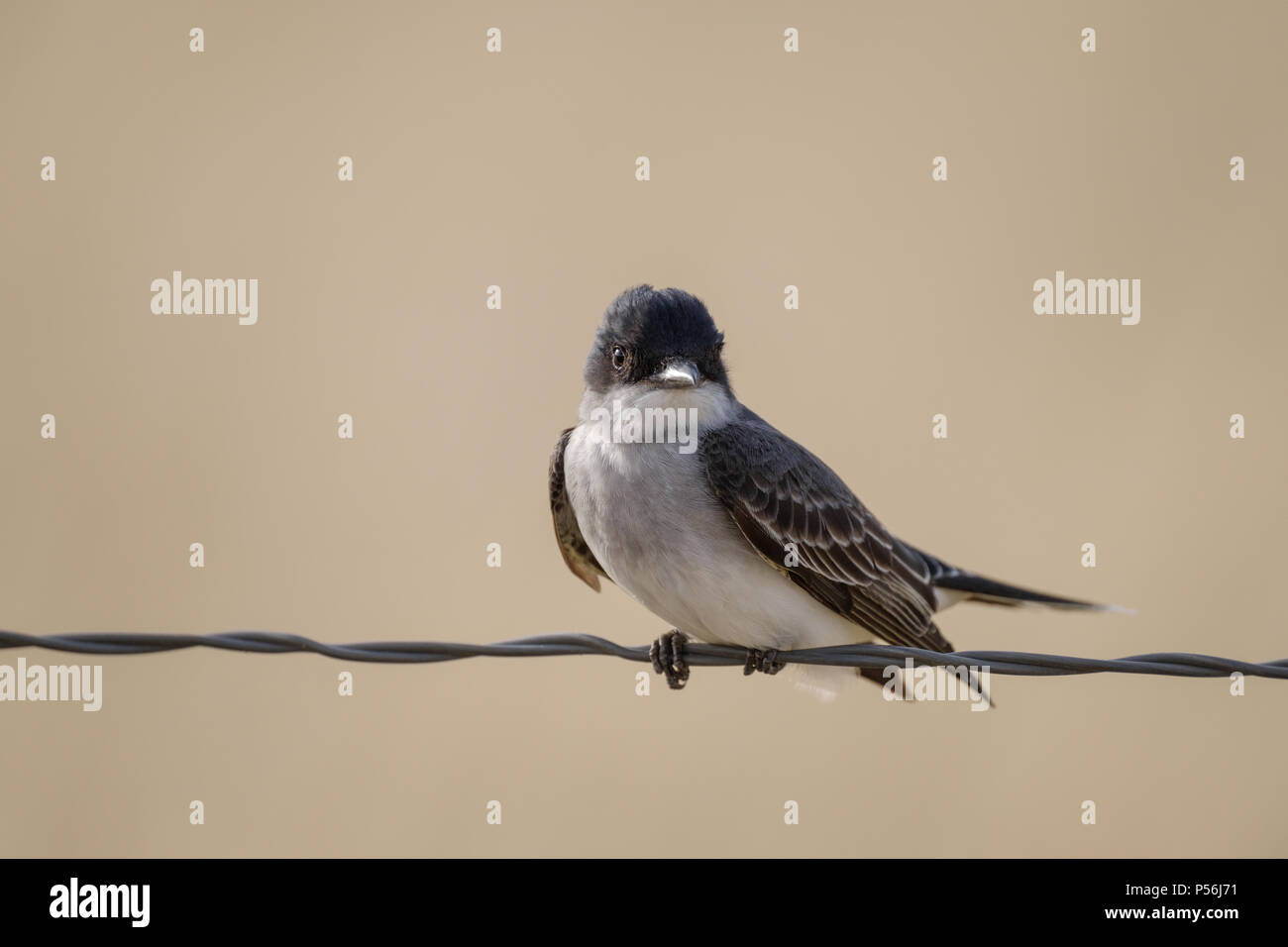 Questo kingbird orientale era graziosamente arroccato su un recinto di filo Foto Stock