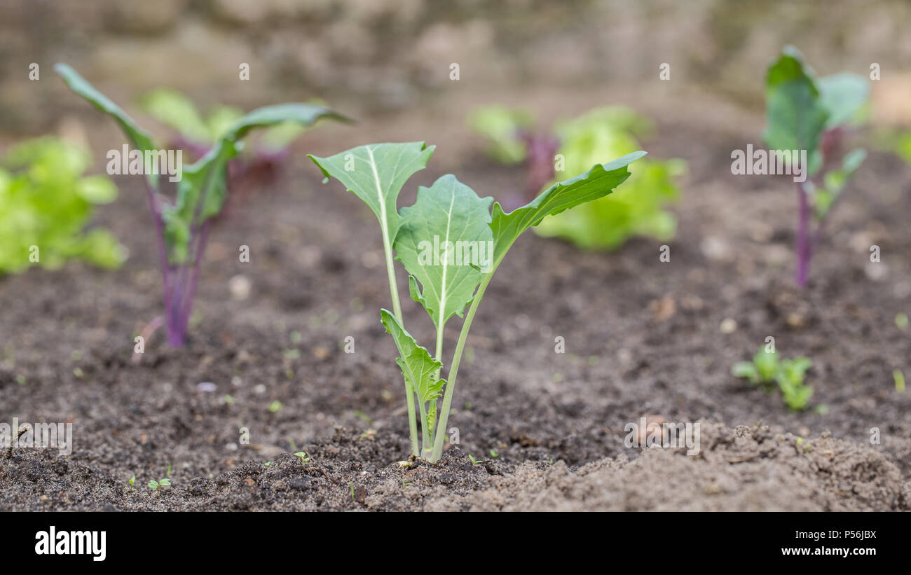 Il cavolo rapa fresco di piante in un giardino vegetale Foto Stock