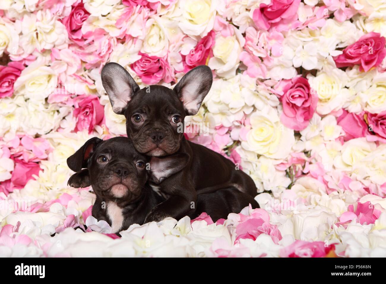 Due bulldog francese Puppys Foto Stock