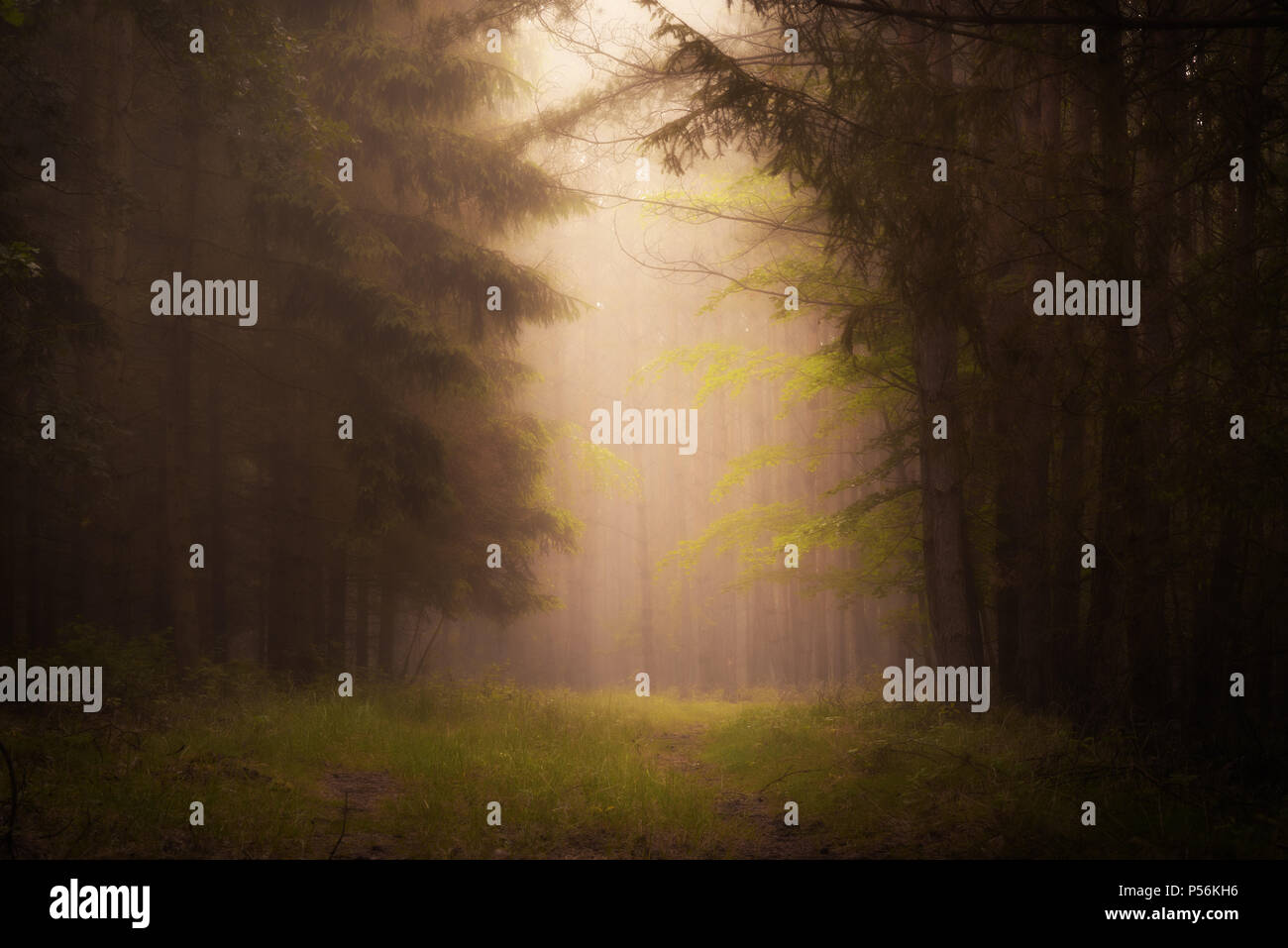 Dark nebbia in forrest. Luce morbida sul percorso rurale. Foto Stock