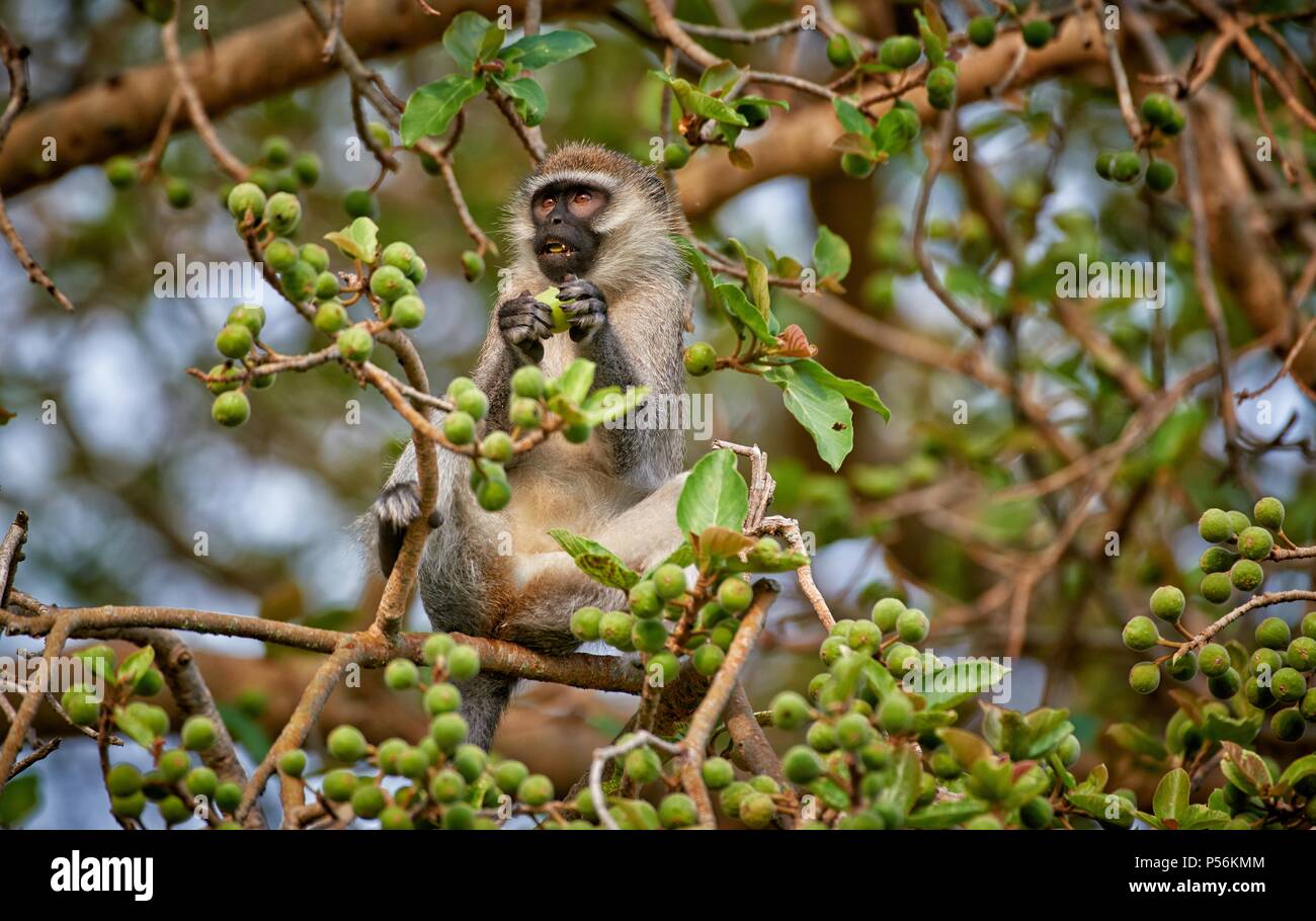 Grivet Foto Stock