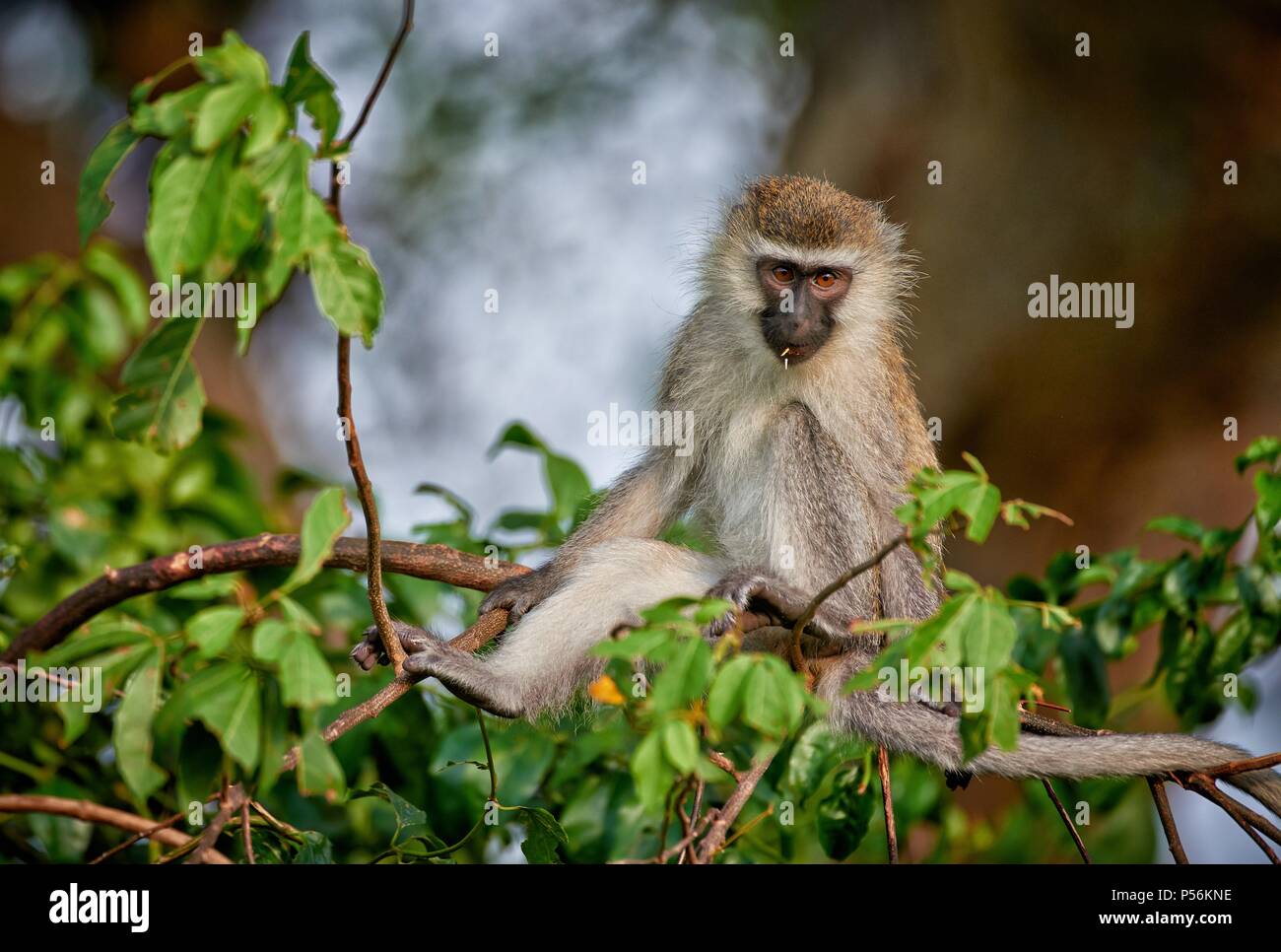 Grivet Foto Stock