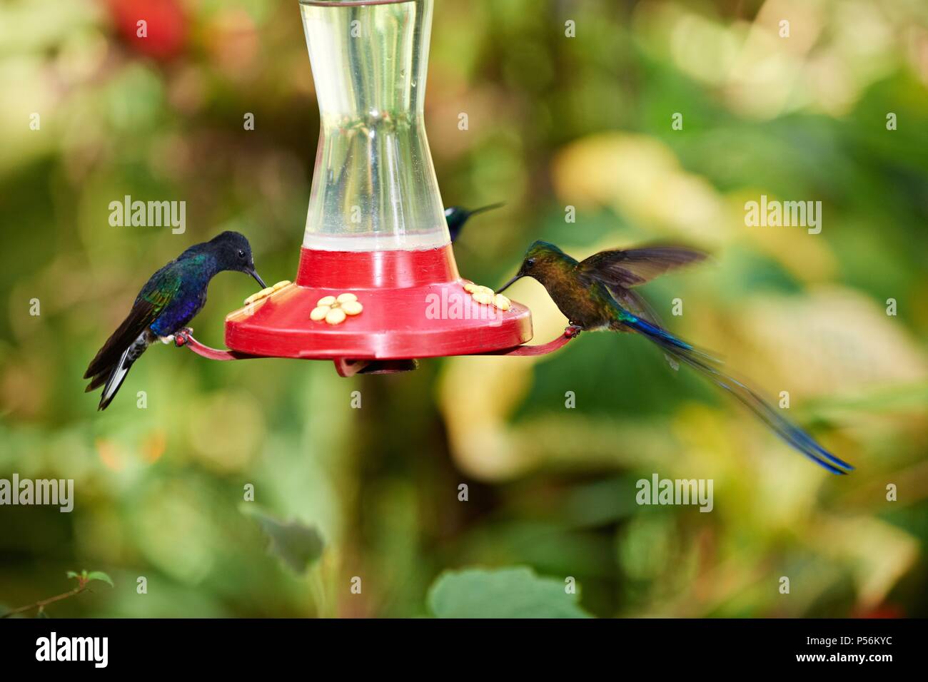 Long-tailed sylph e velluto viola-coronet Foto Stock