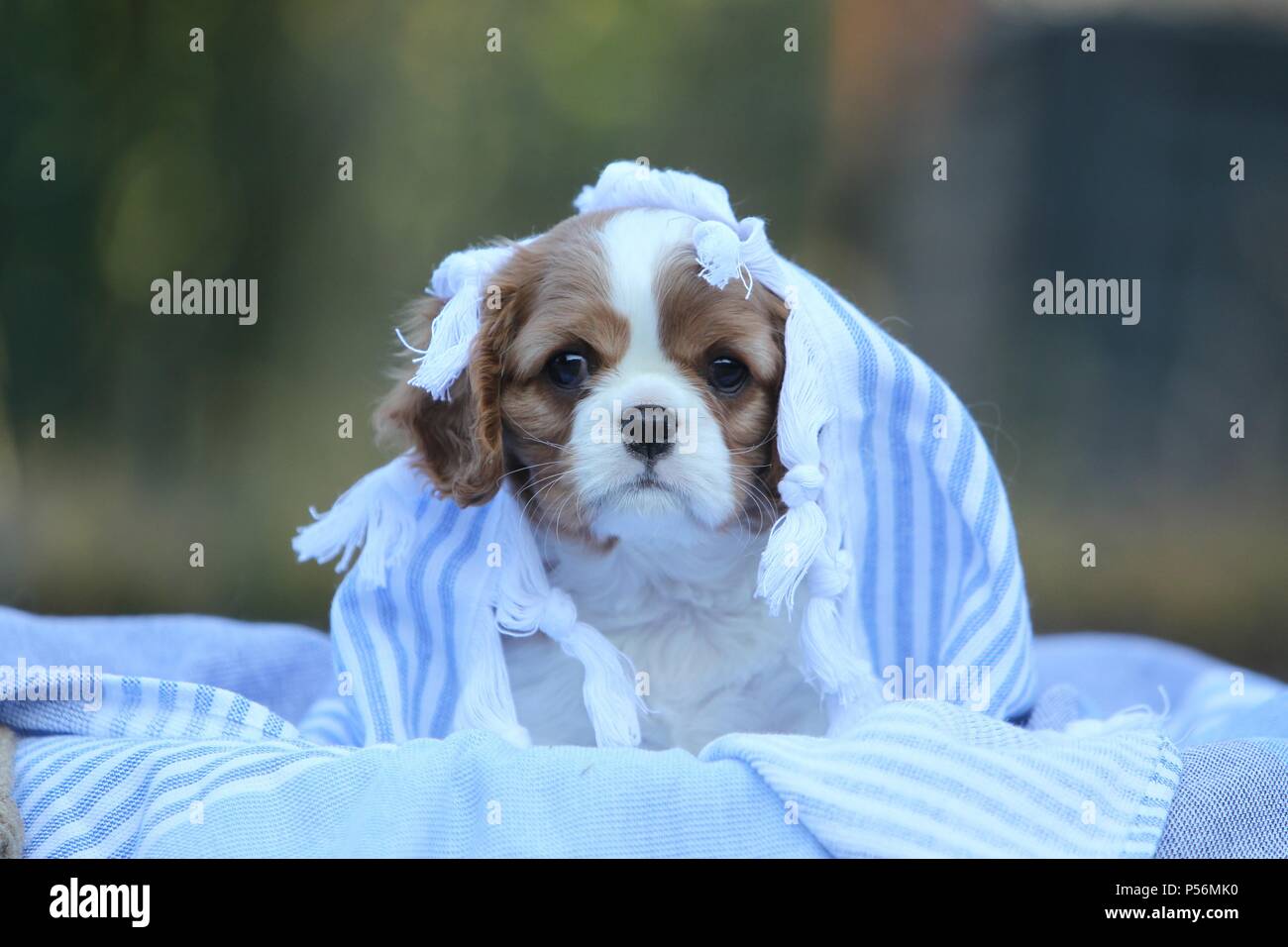 Cavalier King Charles Spaniel cucciolo Foto Stock