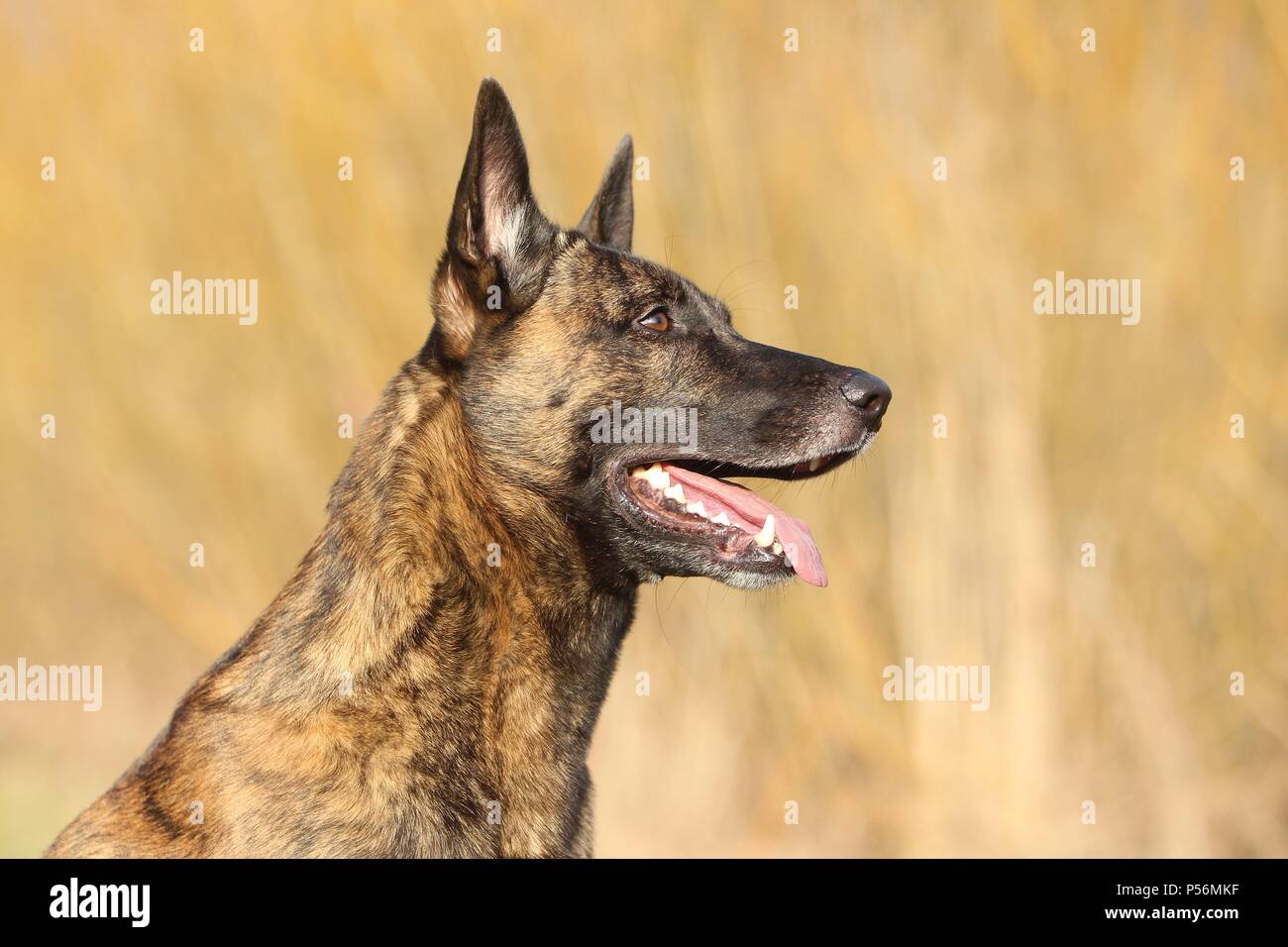 Hollandse Herder ritratto Foto Stock