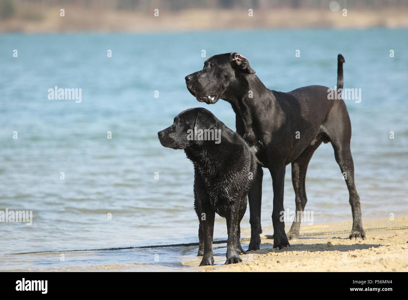 2 cani Foto Stock