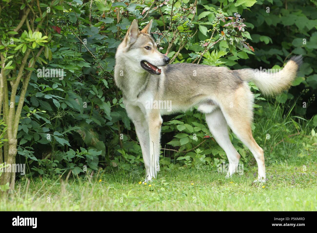 Tamaskan Foto Stock