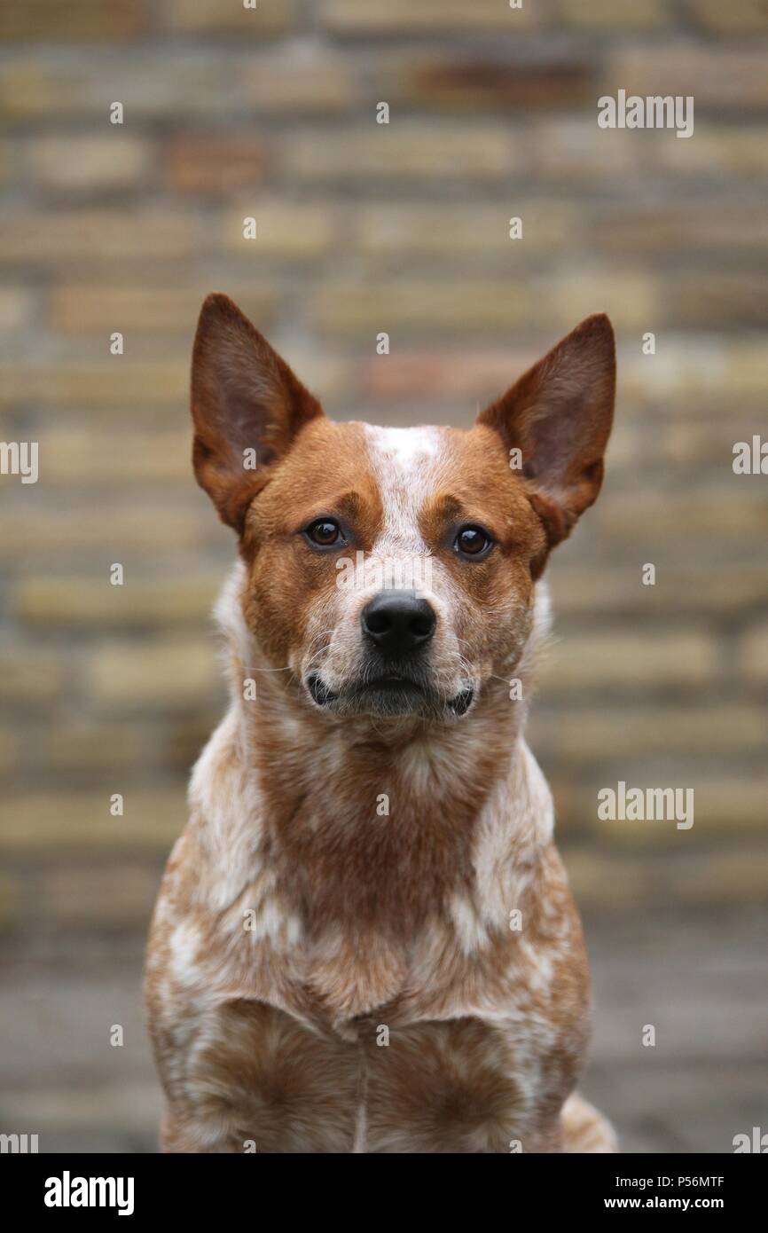 Miniature pinscher ritratto Foto Stock