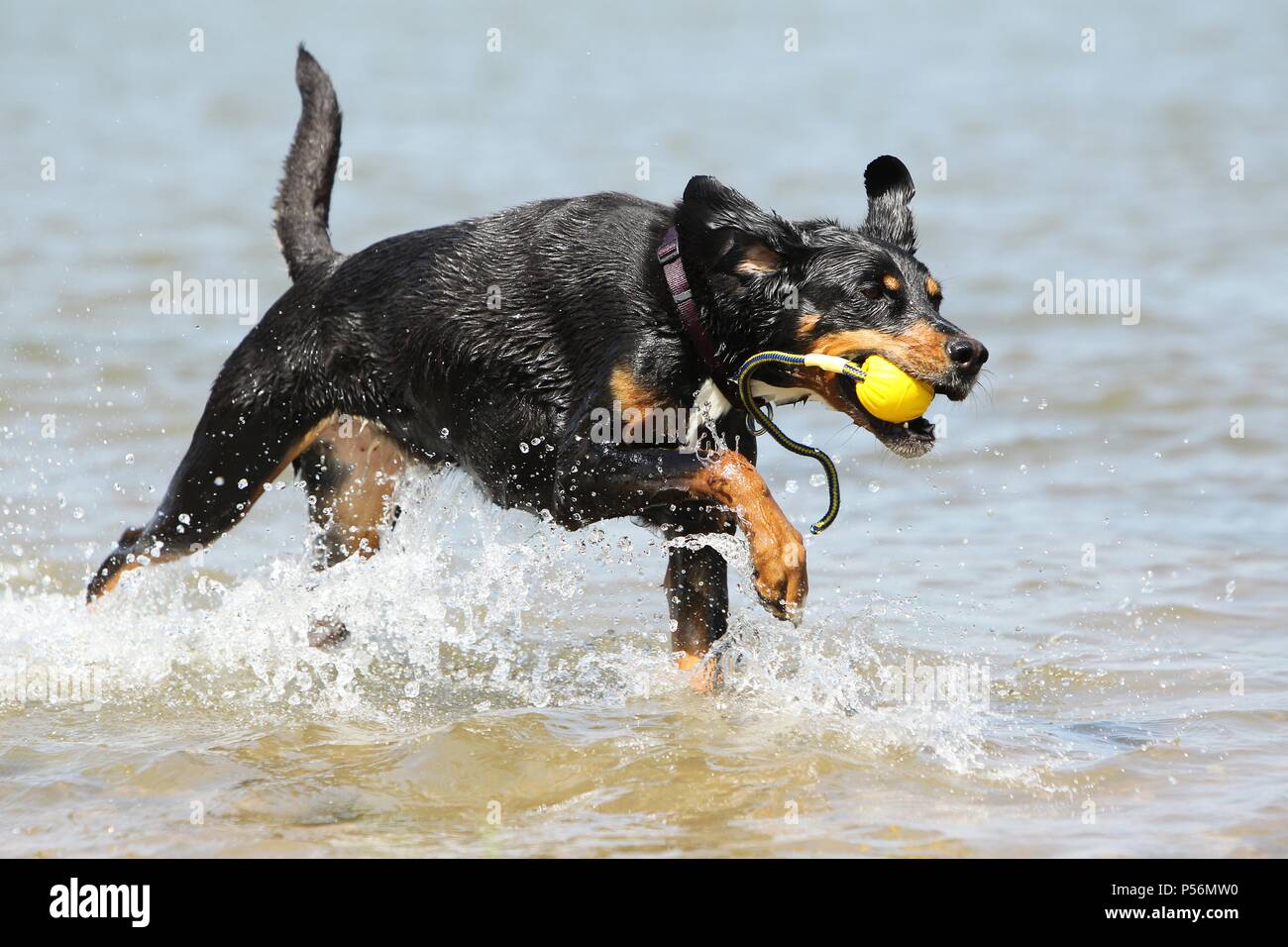 riproduzione di mongrel Foto Stock