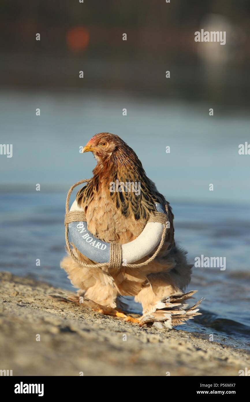 Partridge Brahma Foto Stock