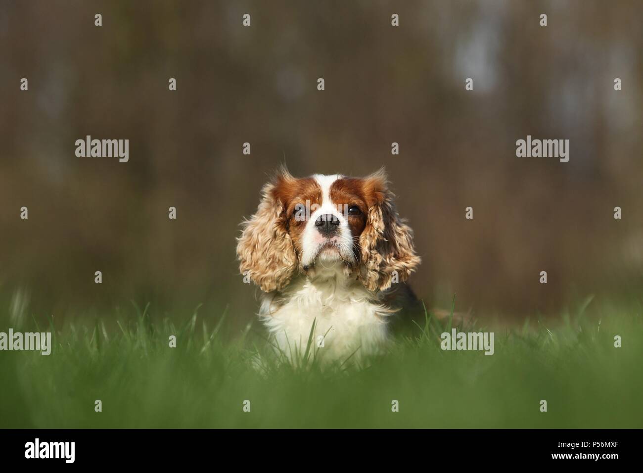 Giacente Cavalier King Charles Spaniel Foto Stock