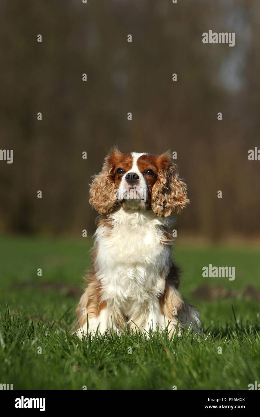 Udienza Cavalier King Charles Spaniel Foto Stock