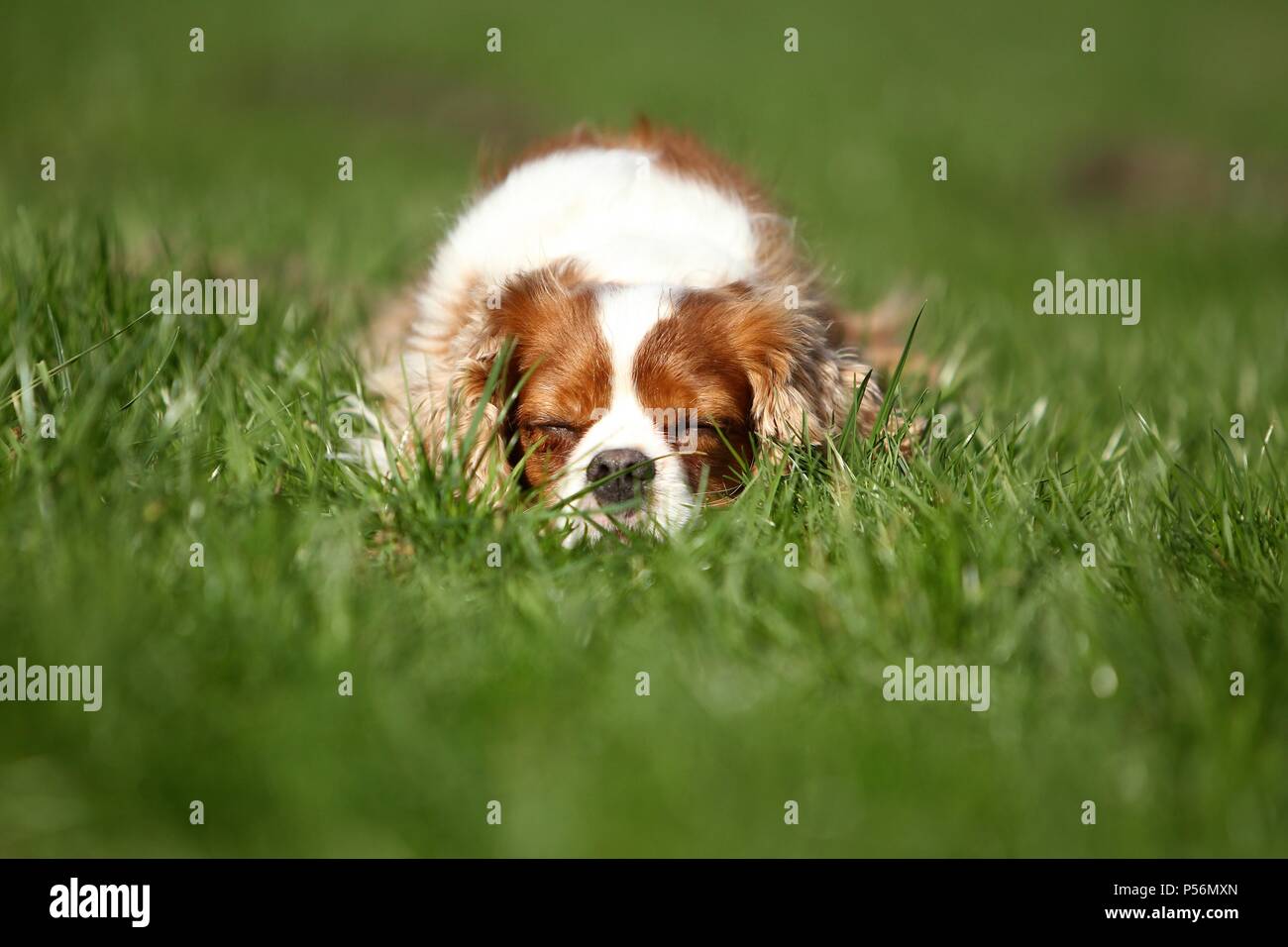 Sleeping Cavalier King Charles Spaniel Foto Stock