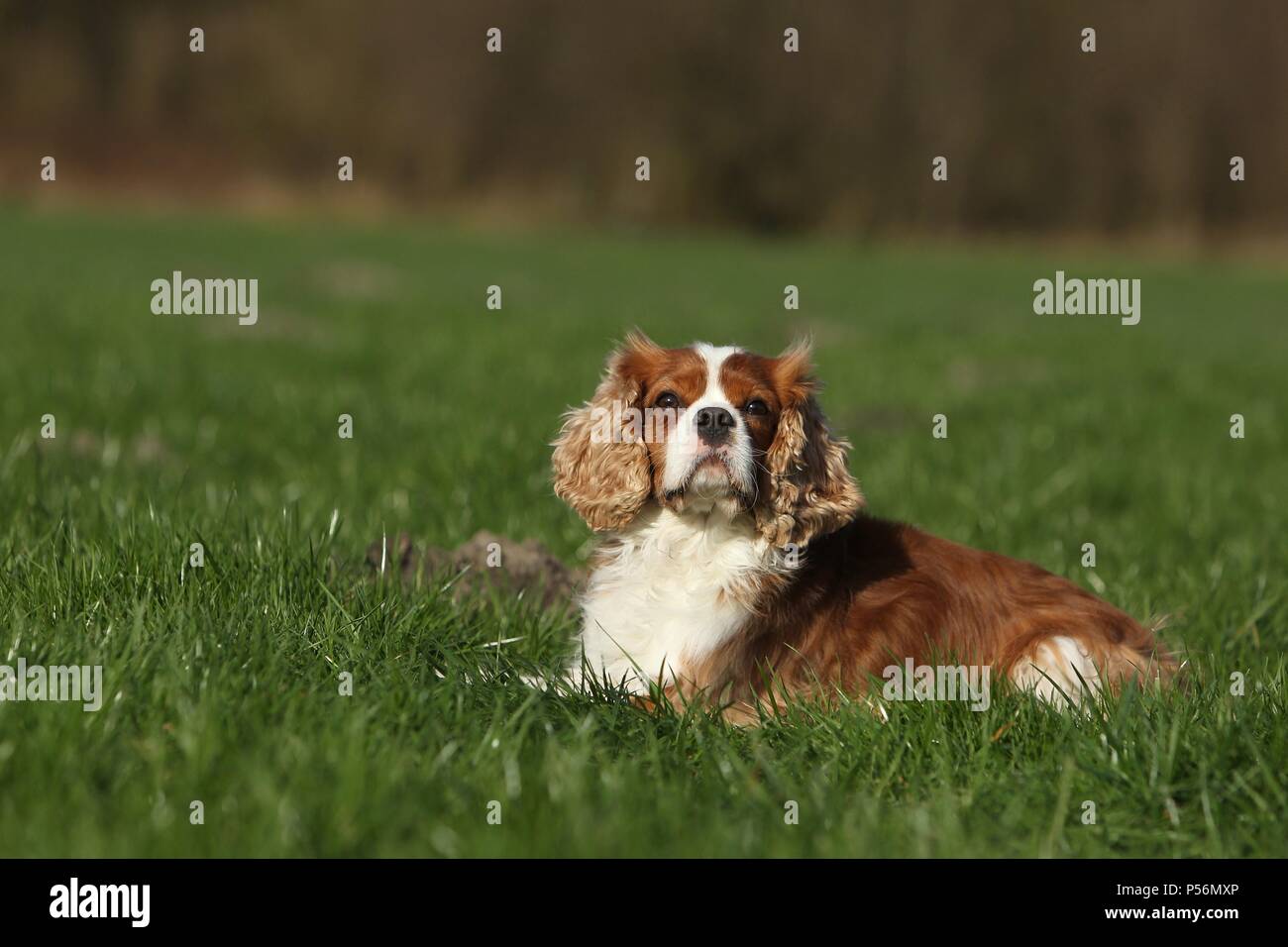 Giacente Cavalier King Charles Spaniel Foto Stock