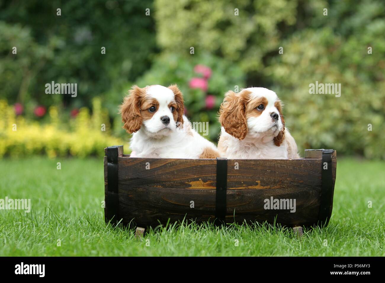 Cavalier King Charles Spaniel cuccioli Foto Stock