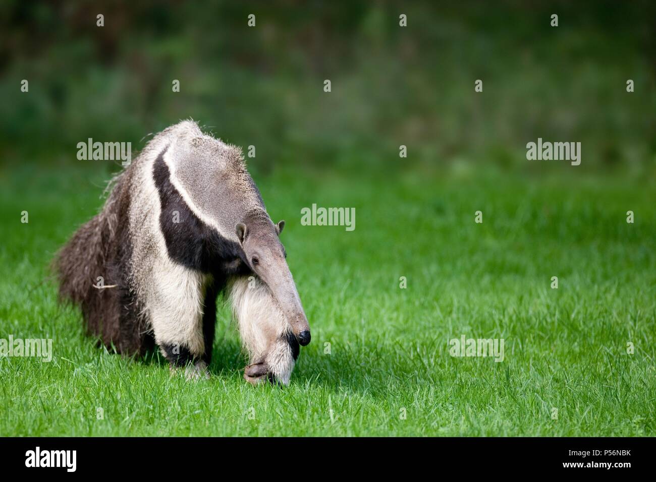 Antbear Foto Stock