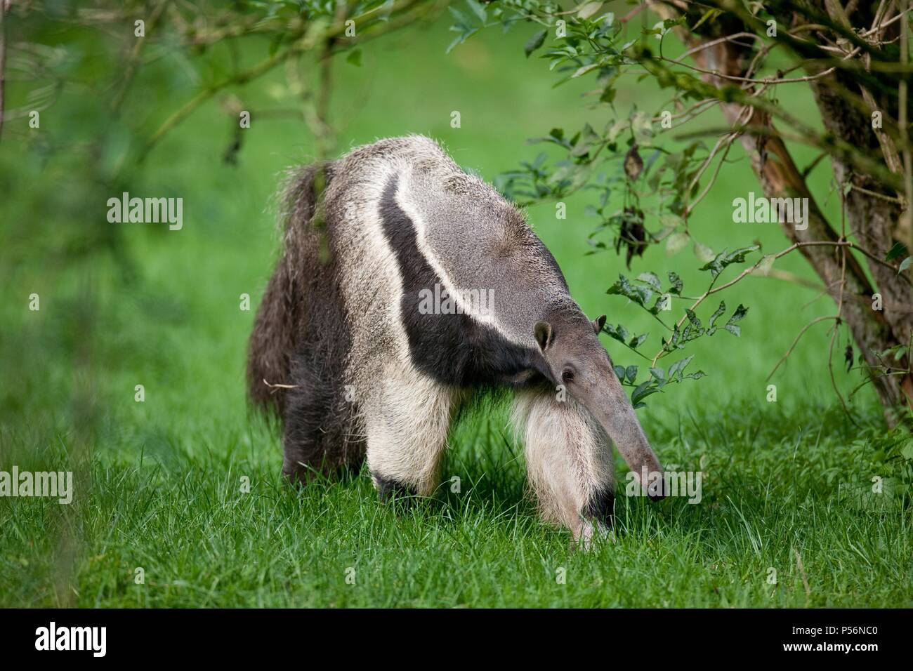 Antbear Foto Stock