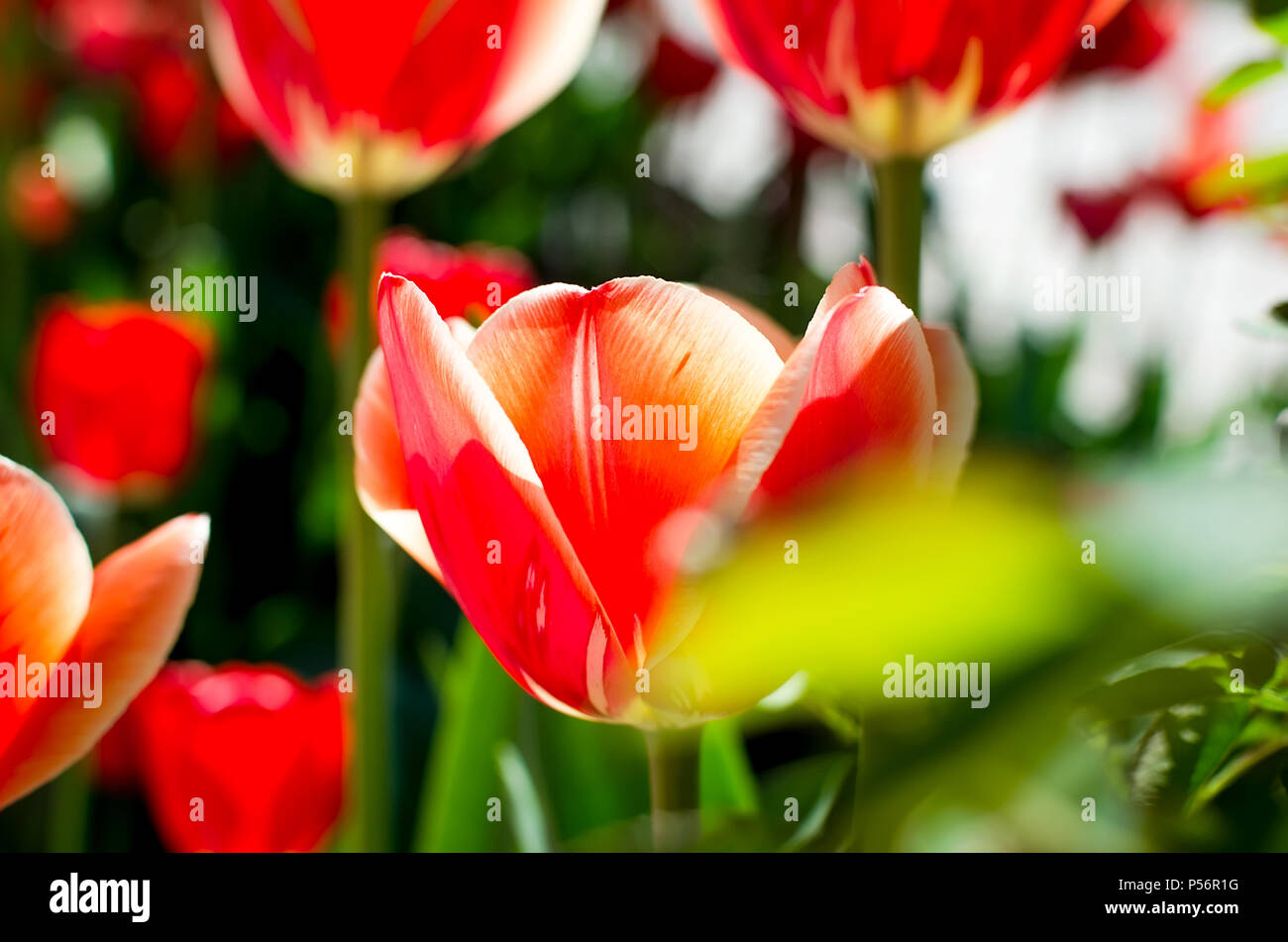 Tulipani rossi fotografati con una messa a fuoco selettiva e una profondità di campo ridotta Foto Stock