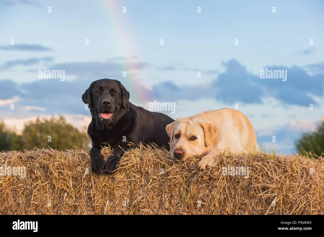 2 Labrador Retriever Foto Stock