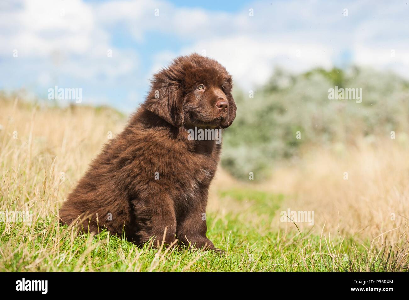 Cucciolo di Terranova Foto Stock