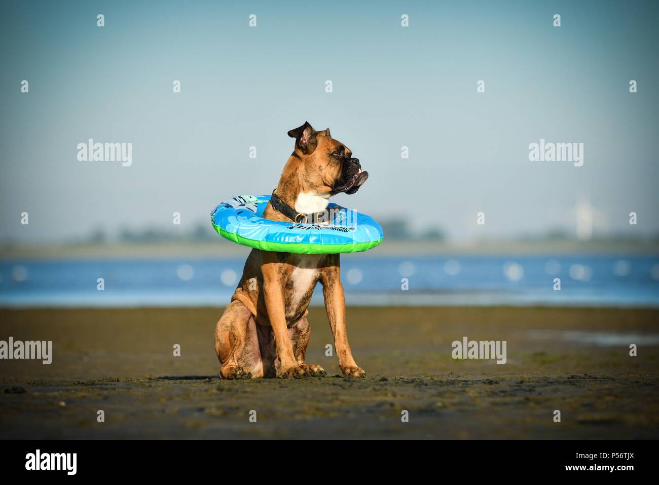 Seduta boxer tedesco Foto Stock