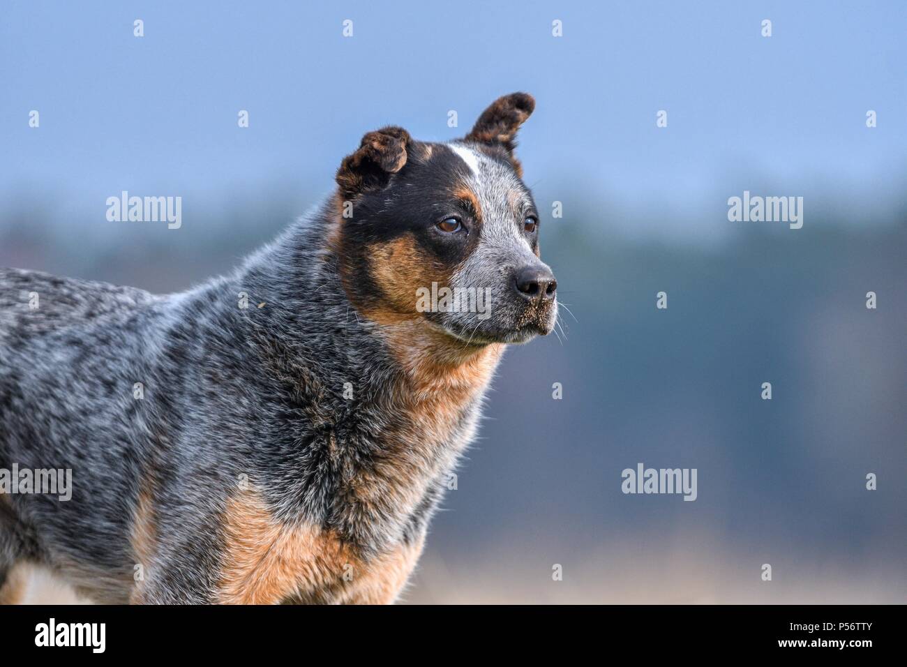 Miniature pinscher ritratto Foto Stock