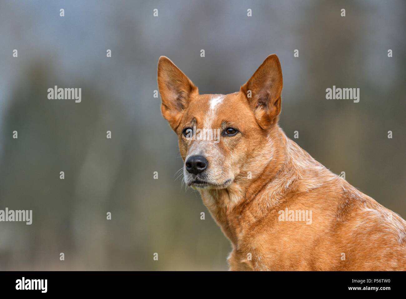 Miniature pinscher ritratto Foto Stock