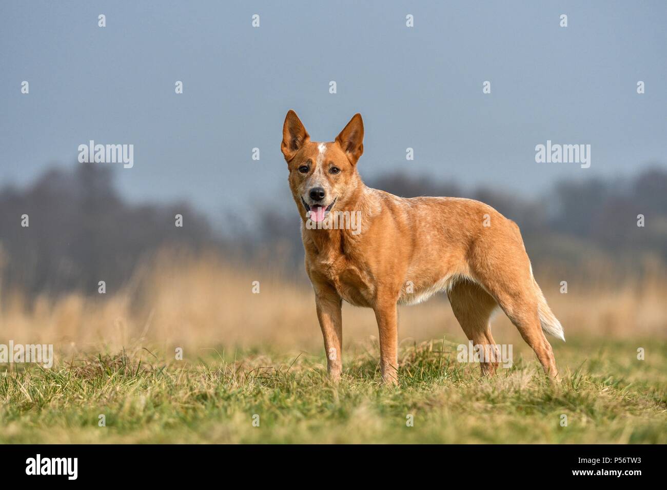 Miniature pinscher Foto Stock